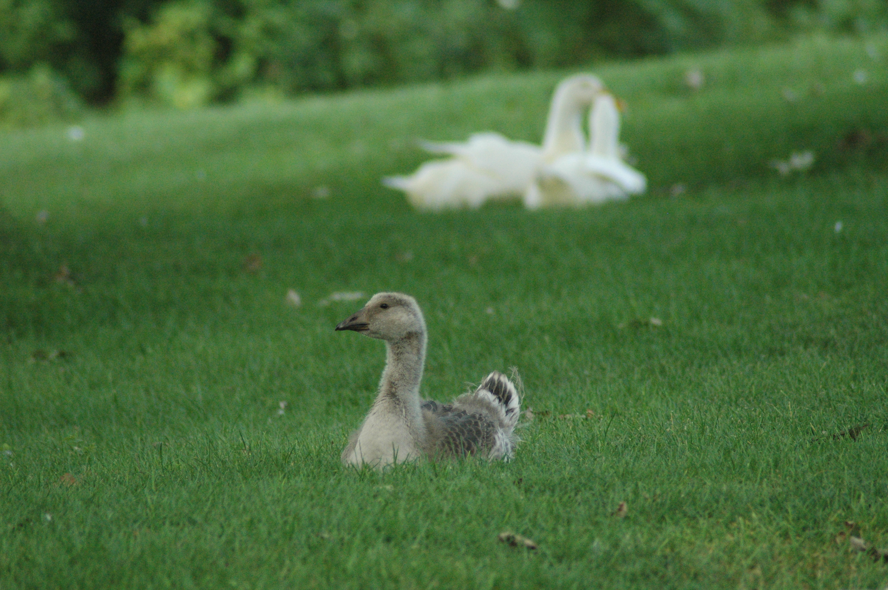 Toulouse/African gosling, Age: 4 weeks, Ducks in the background