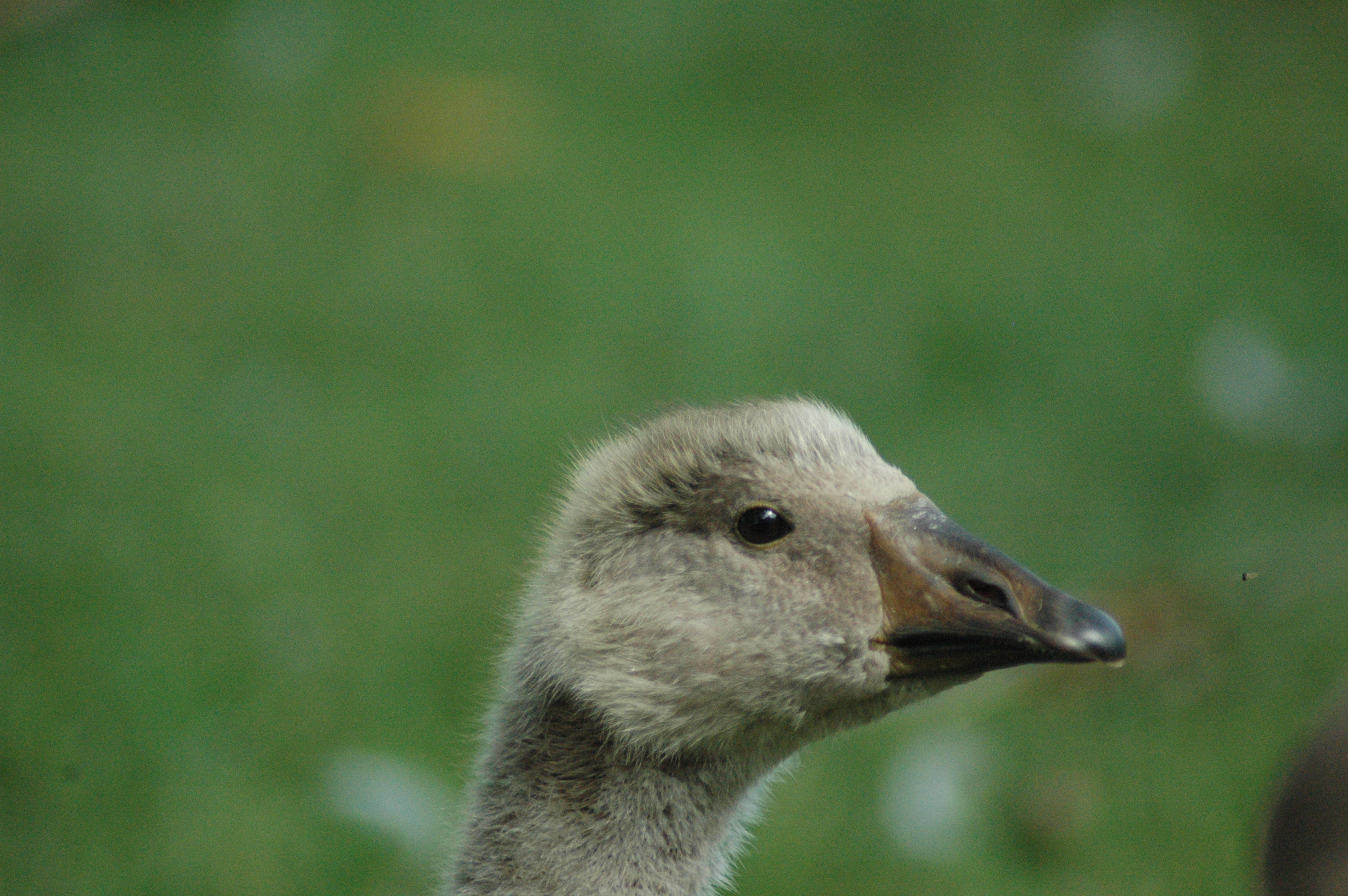 Toulouse/African gosling, Age: 4 weeks