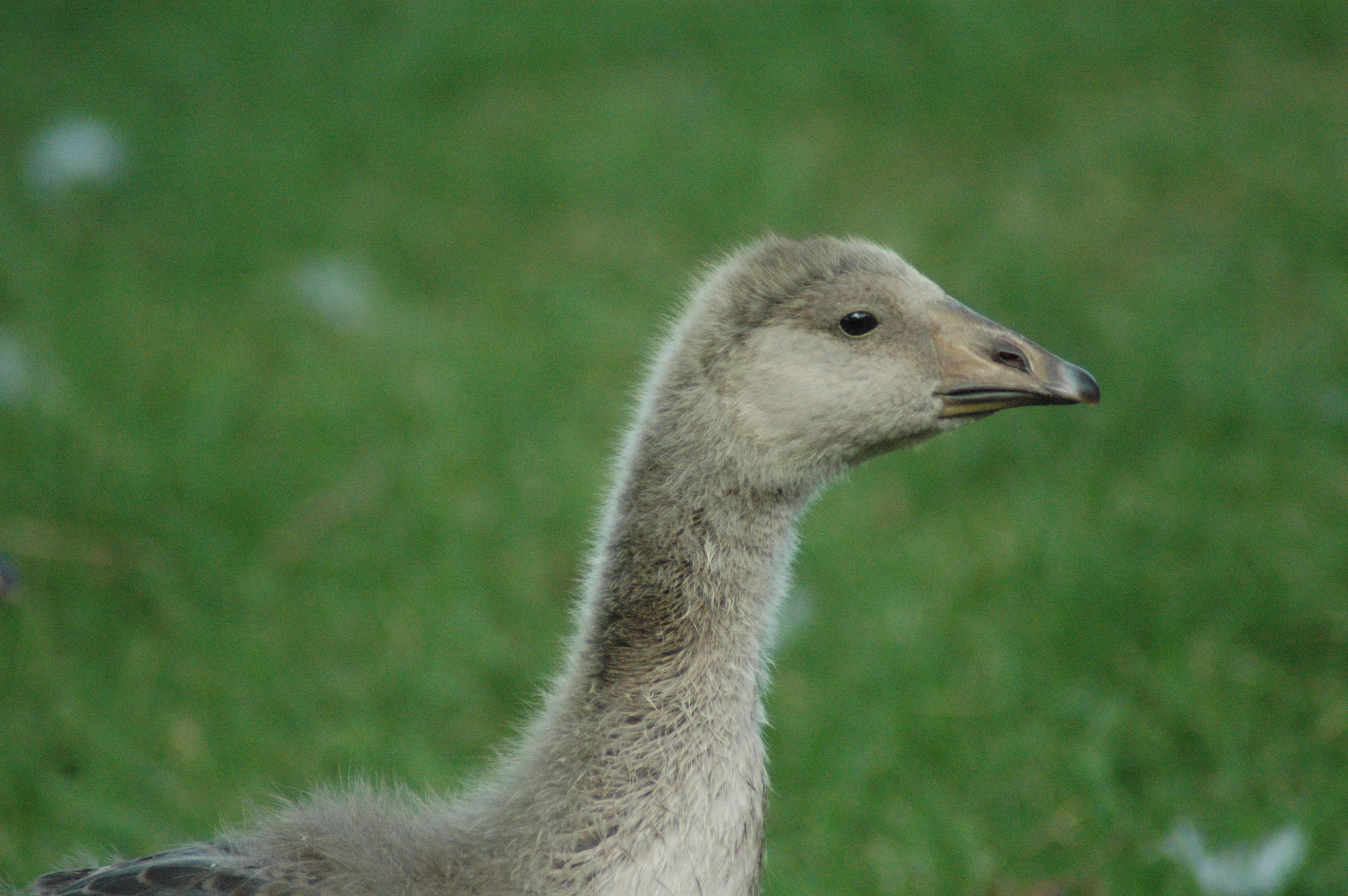 Toulouse/African gosling, Age: 4 weeks