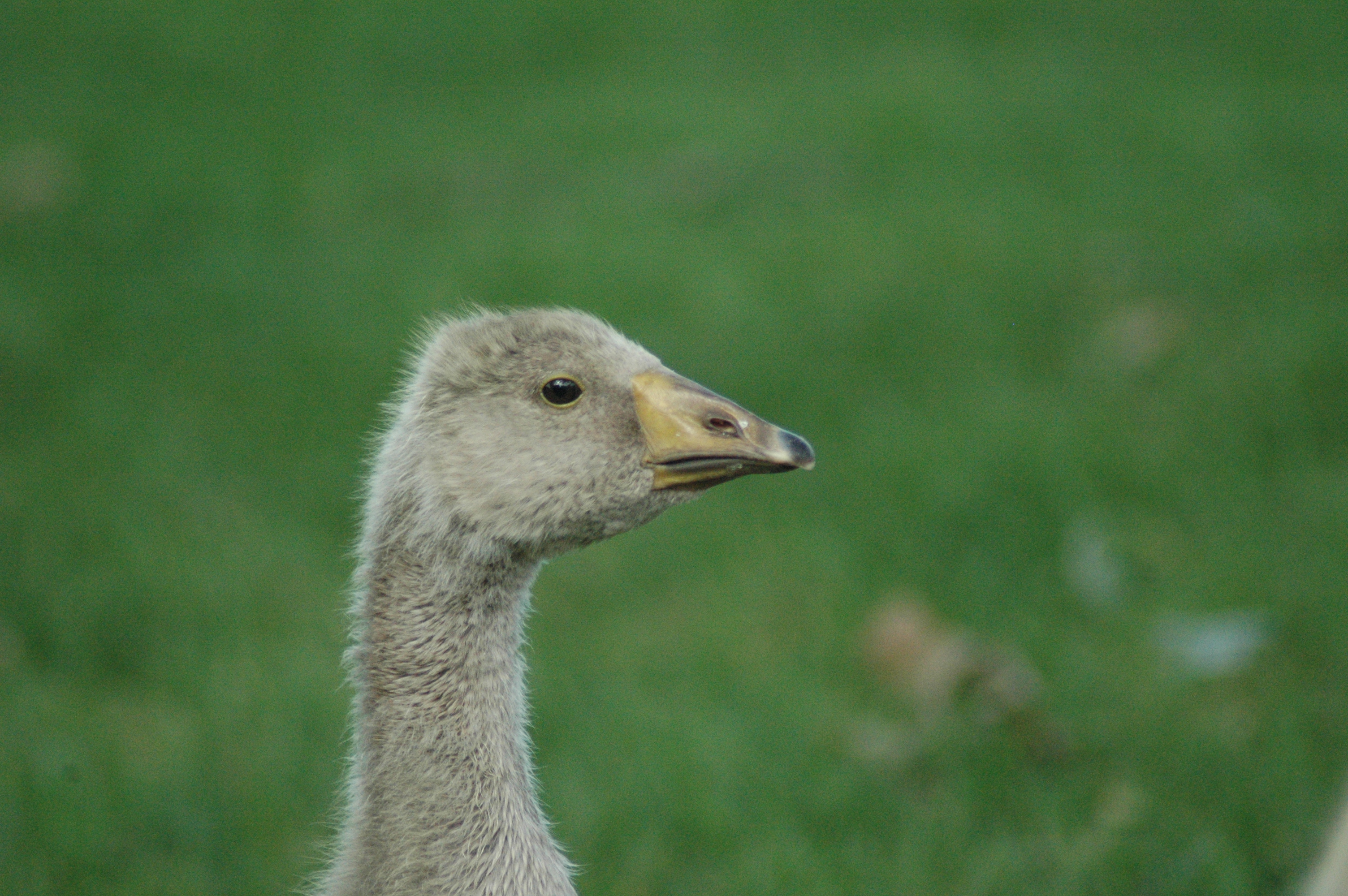 Toulouse/African gosling, Age: 4 weeks