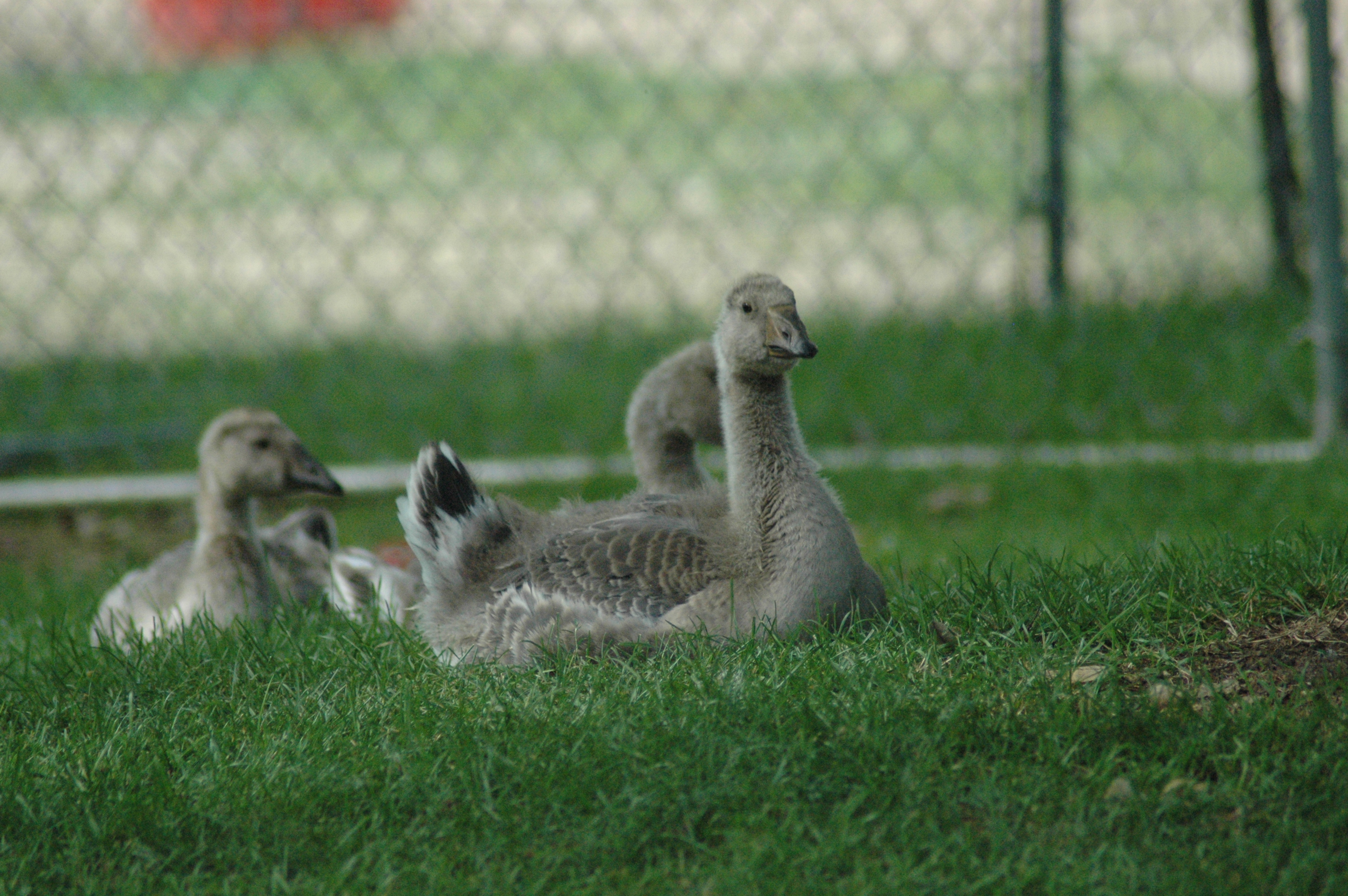 Toulouse/African goslings, Age: 4 weeks