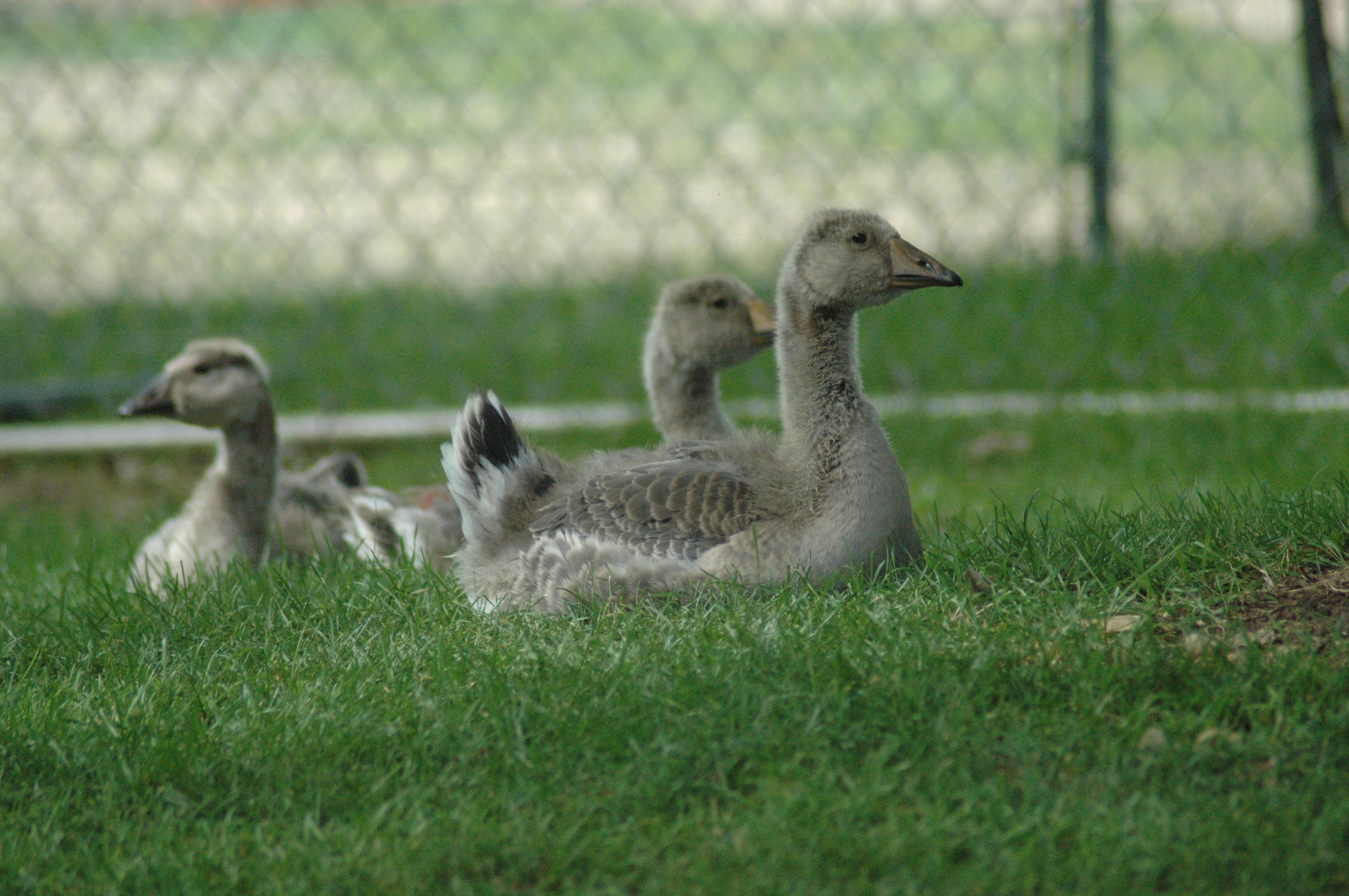 Toulouse/African goslings, Age: 4 weeks
