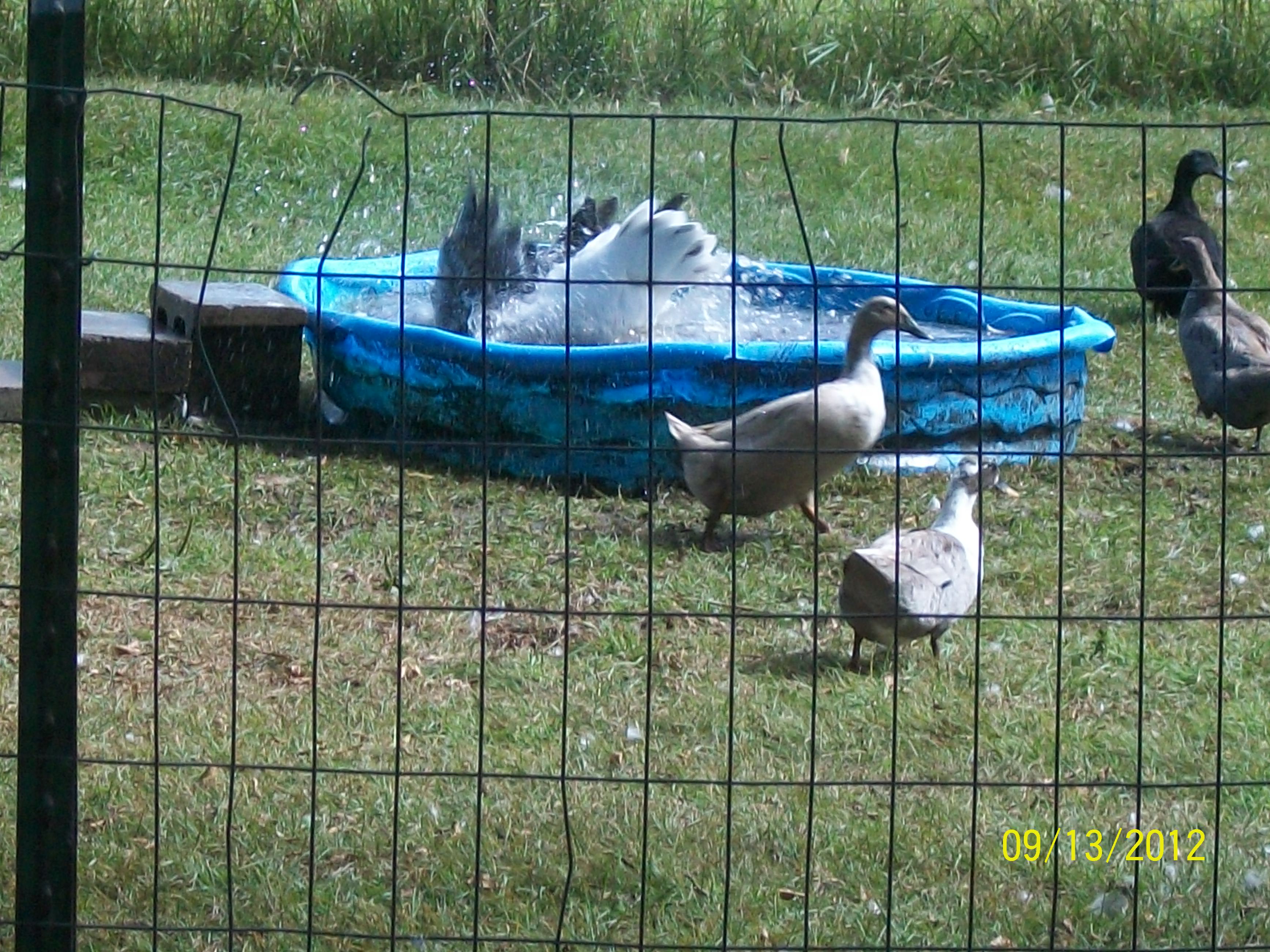 Toulouse goose George