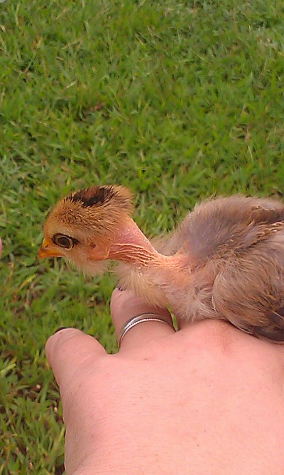 Toupee