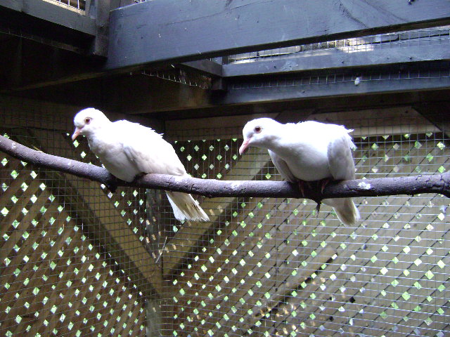 Tower portion is above the 2 dove..