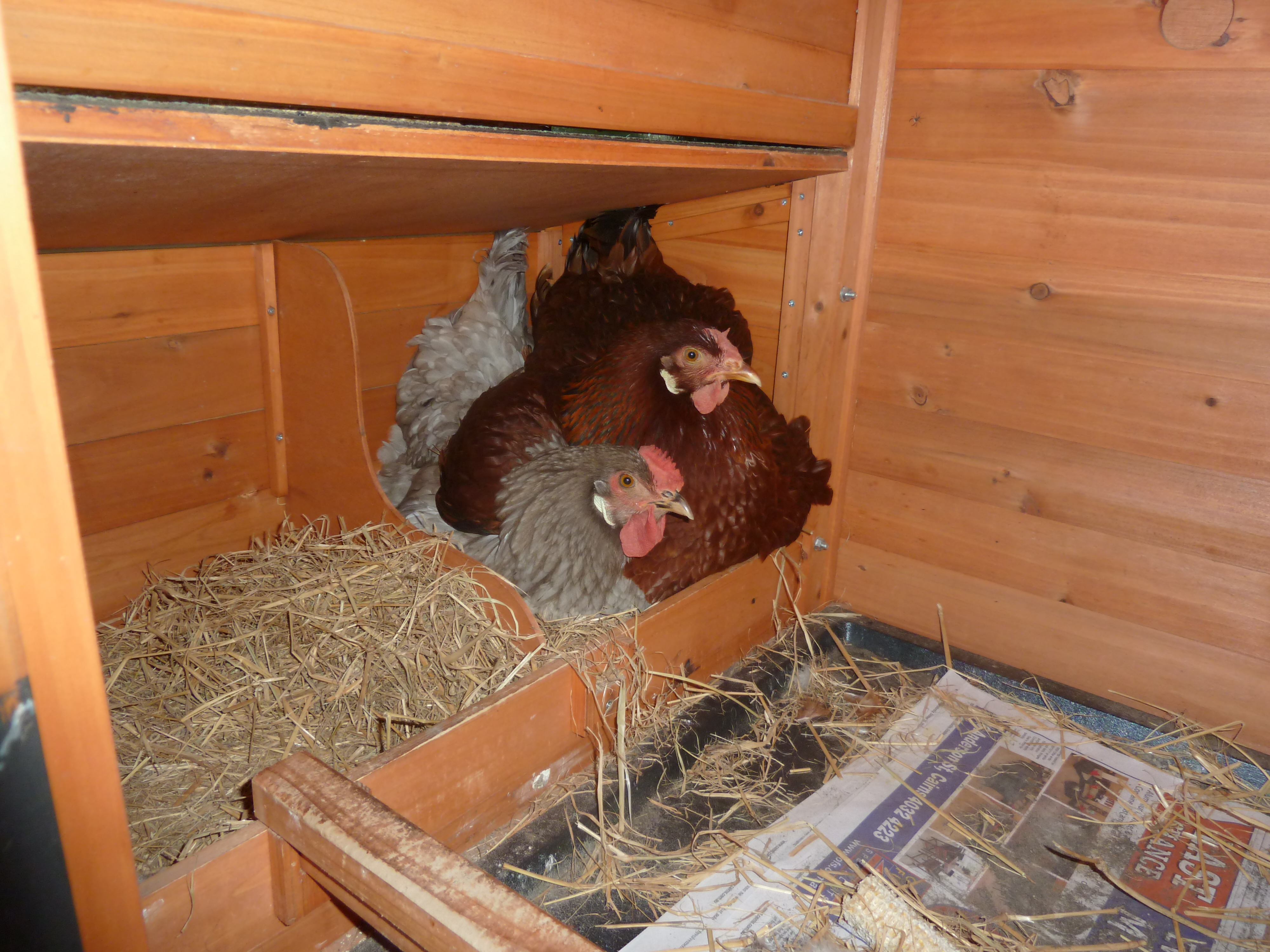 Tracey and Pepper both of whom were broody at the time sitting on some fertile eggs that we gave them.