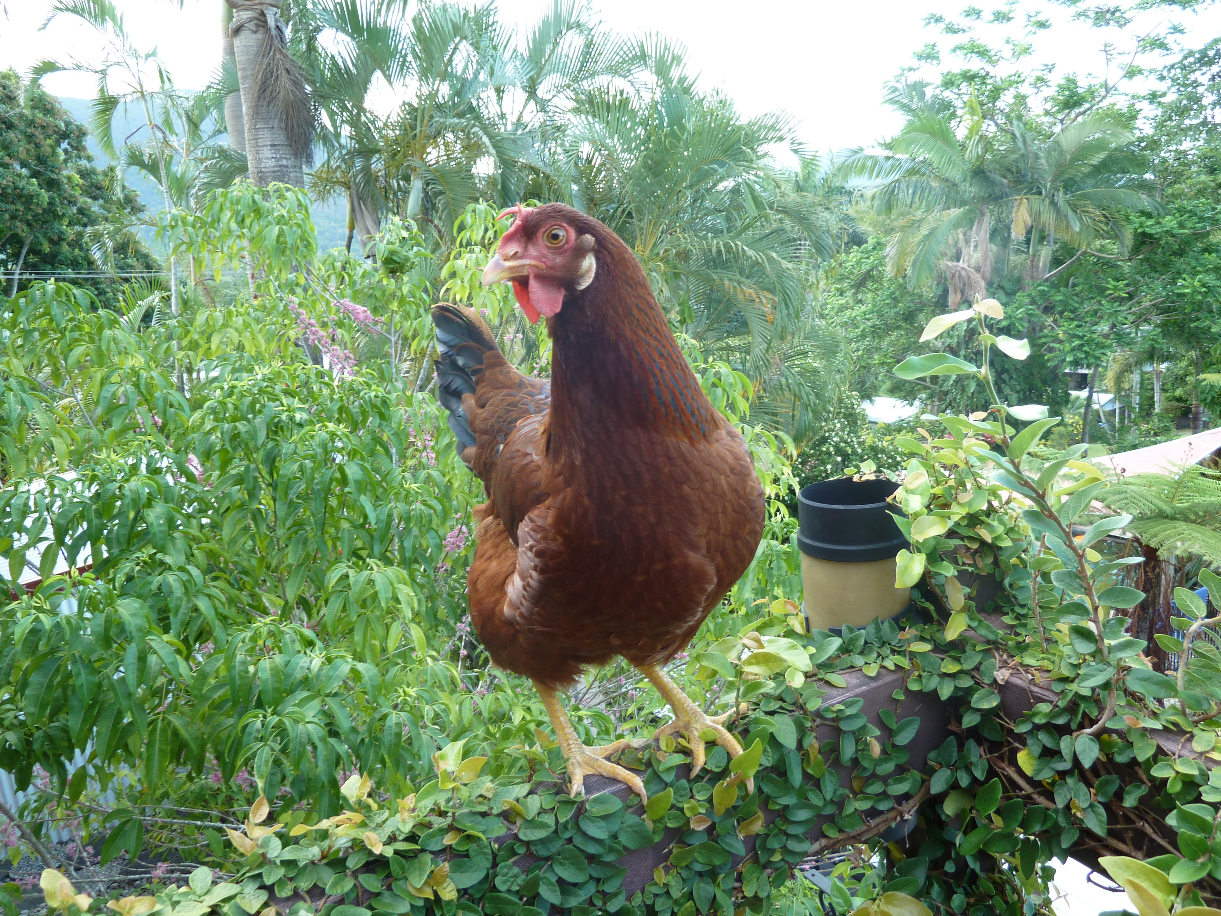 Tracey was persistant in walking along the top of the fence and peeking in throught the windows.