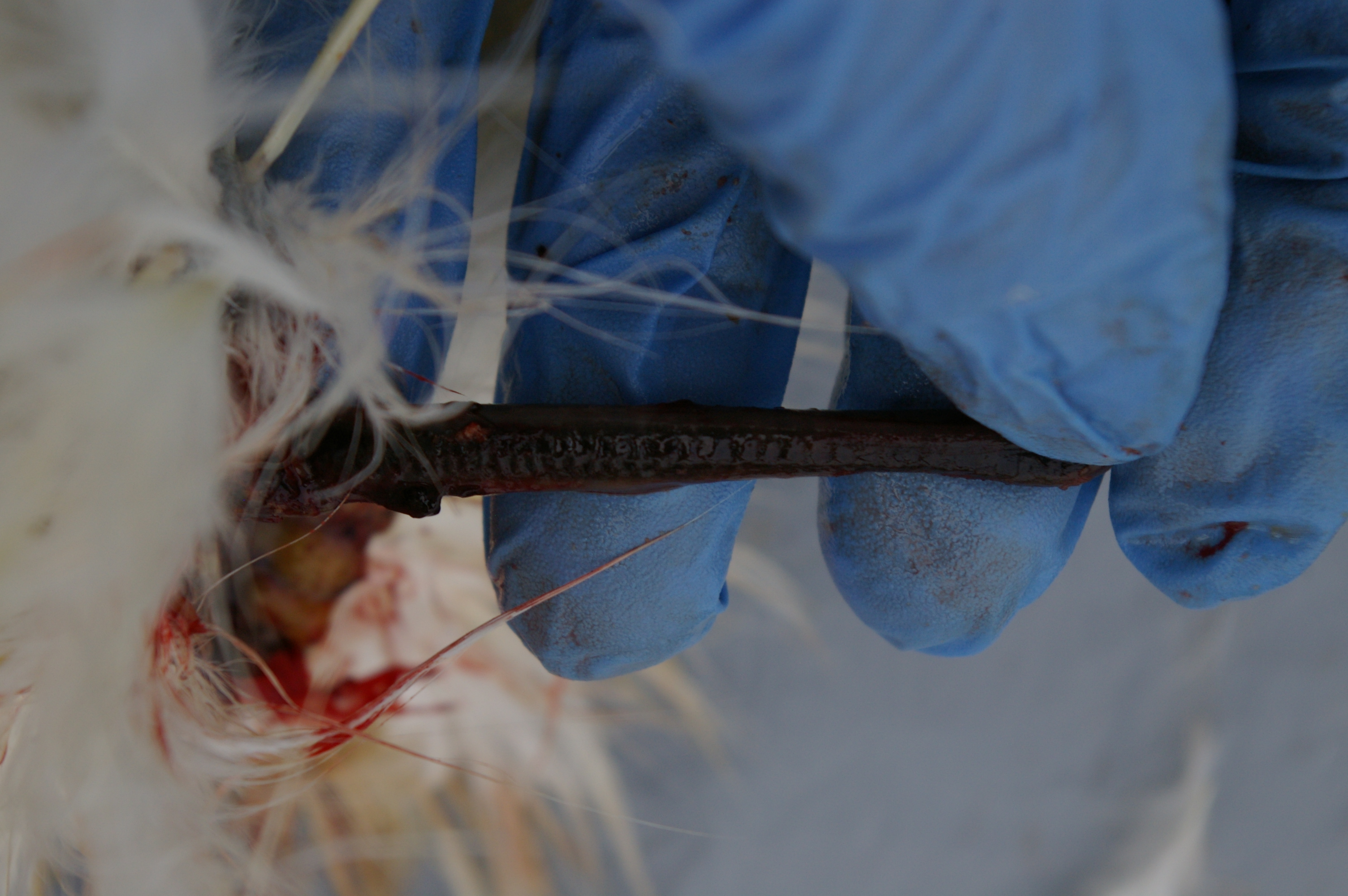 Trachea/windpipe ( white in other birds)
The ridging is the rings of cartilage that keep the airway open.