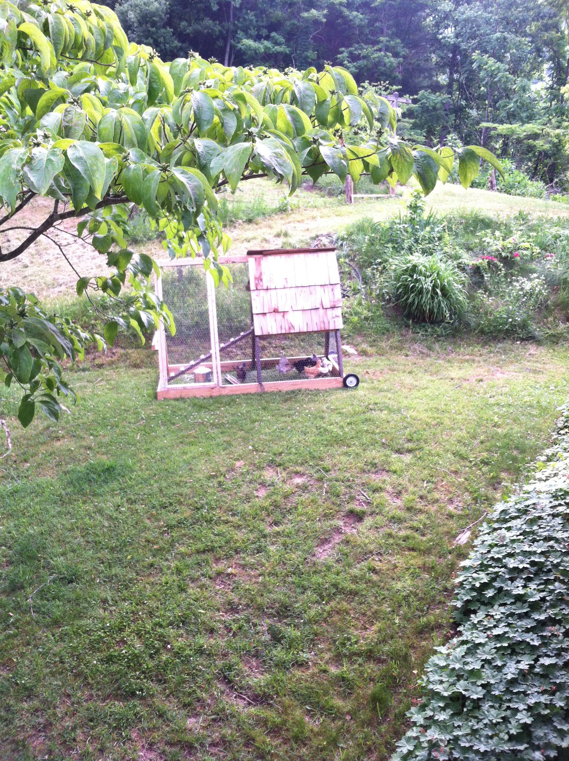 Tractor coop my son built