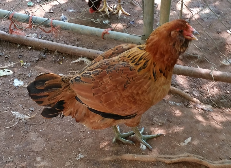 Tractor Supply EE #2