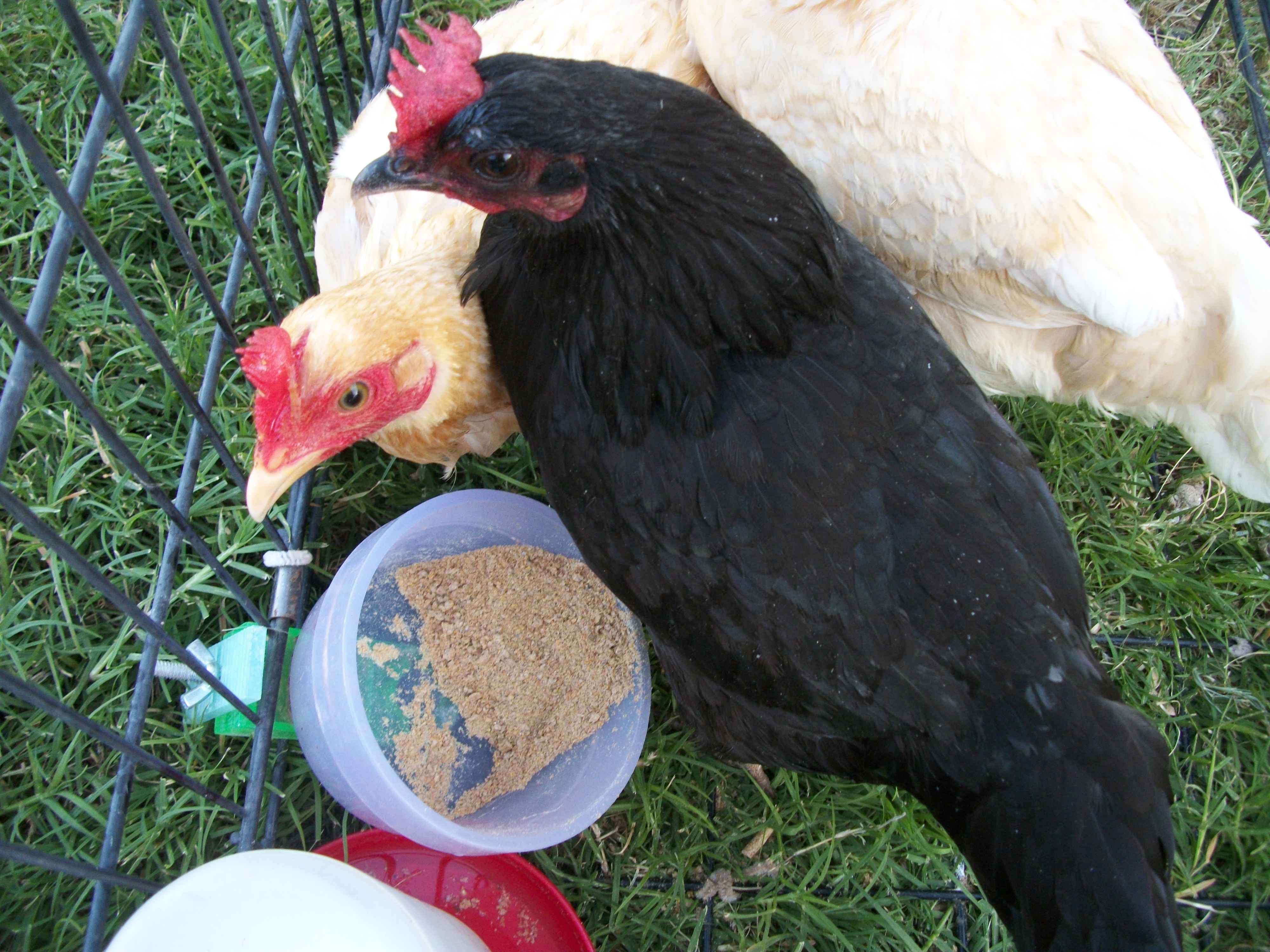 Trade Hens
