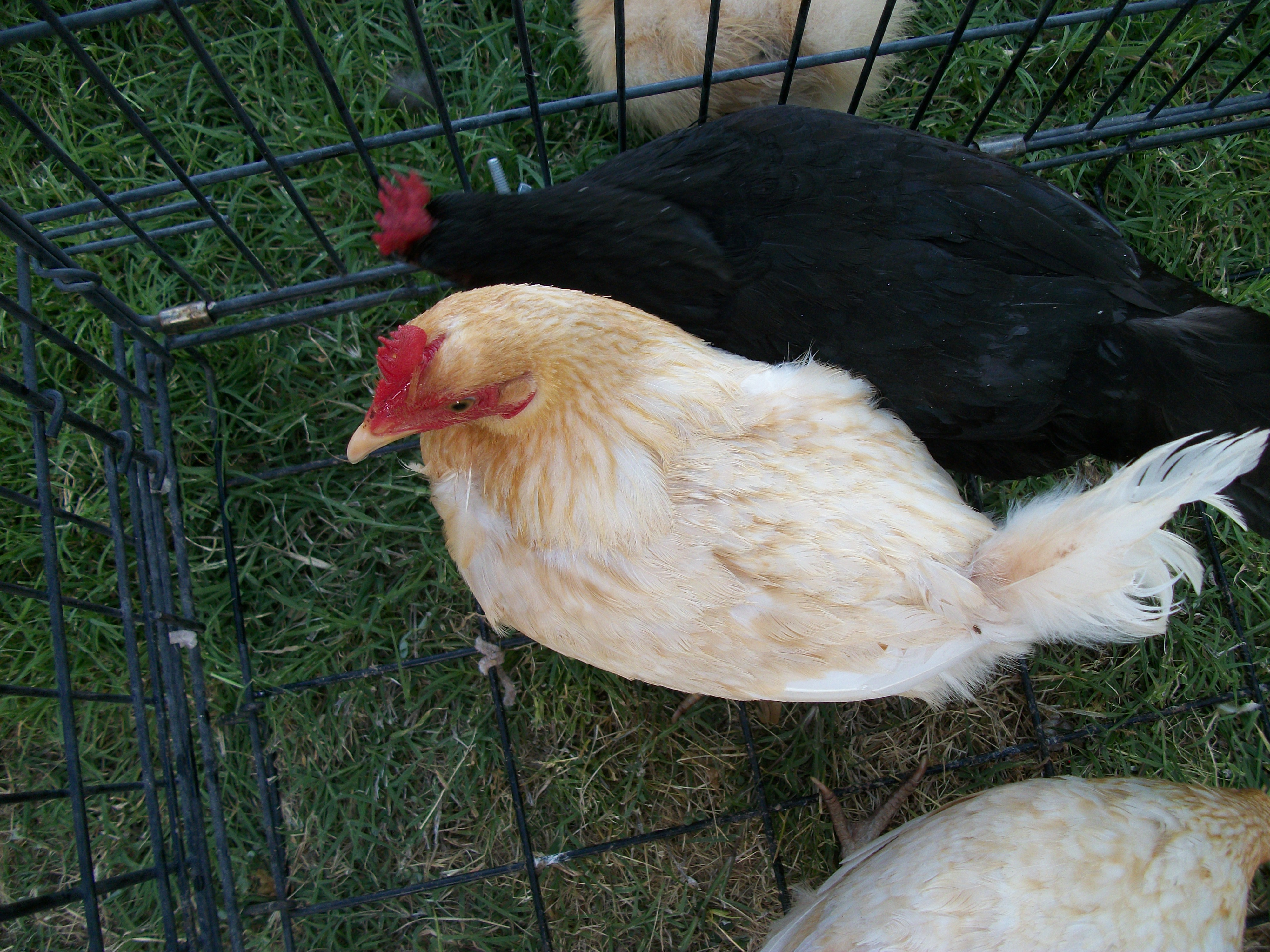 Trade Hens