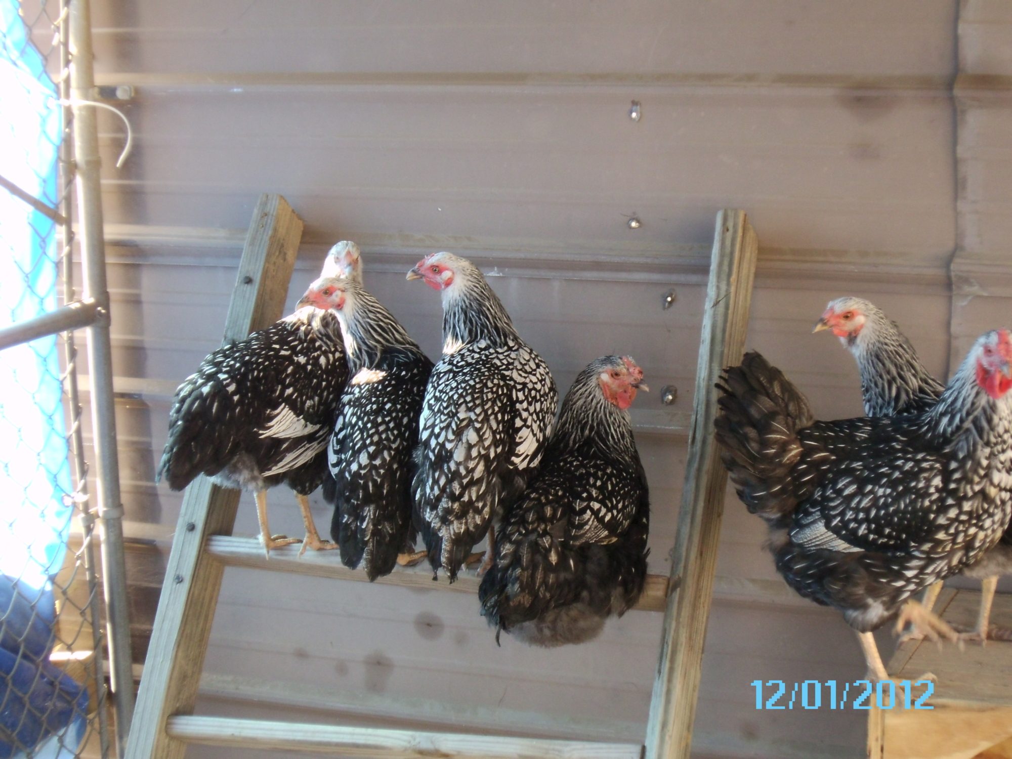traded in 2 leghorns for a momma & 4 pullets, love my Wyandottes!  Cleo is in front on the box hearding everyone up in the corner