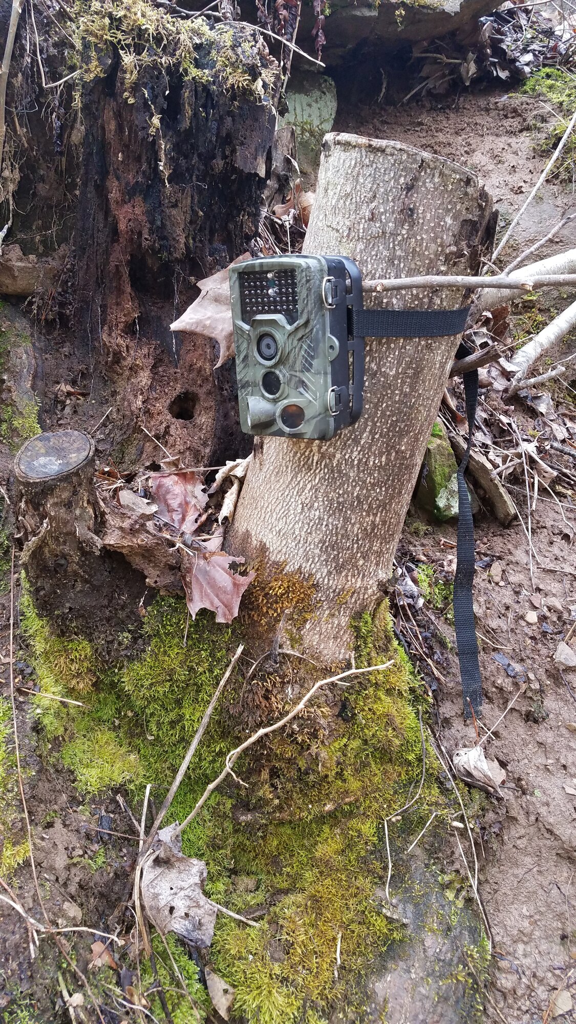 TrailCam, mounted on a tree stump