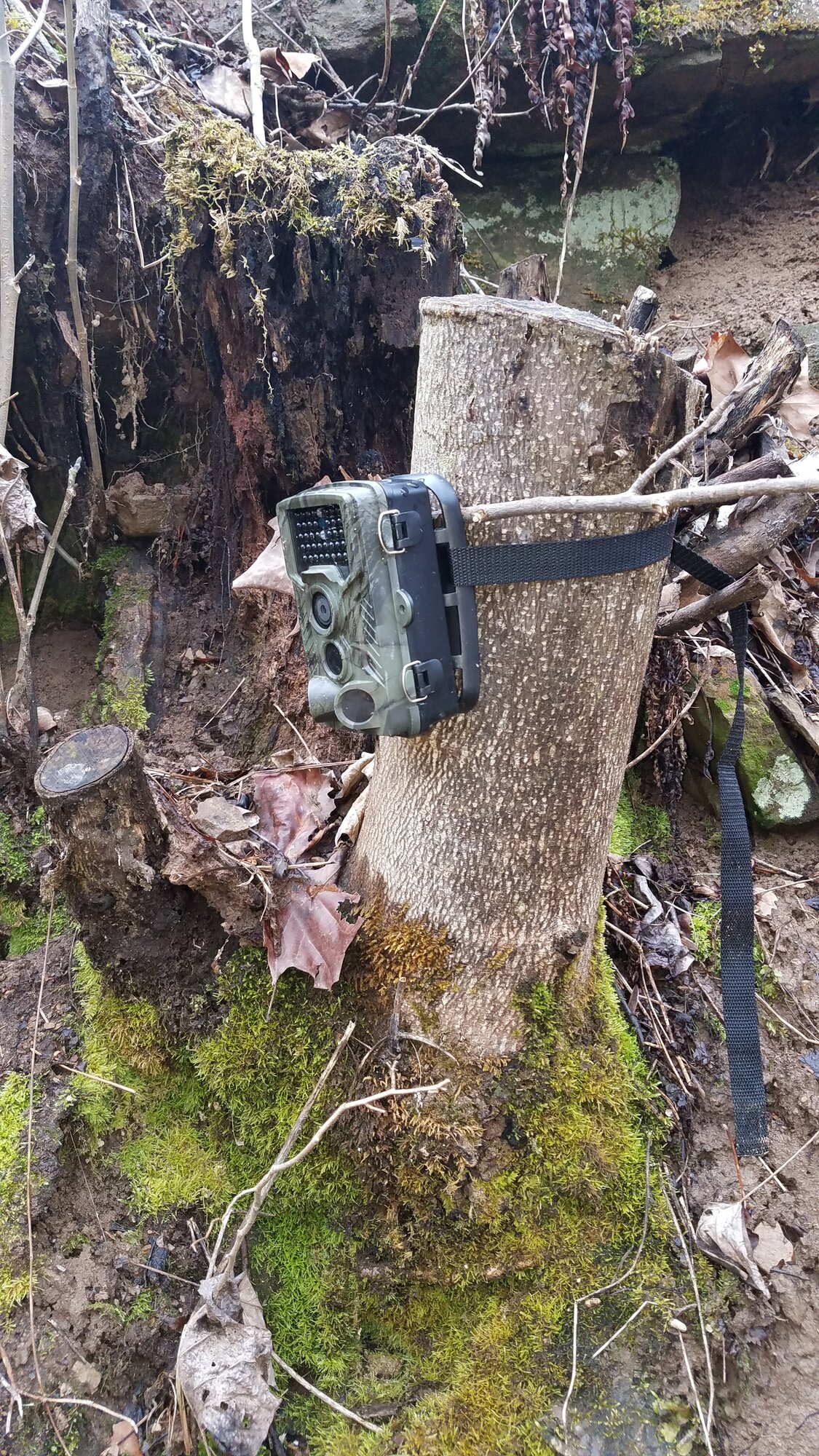 TrailCam, mounted to a tree-stump