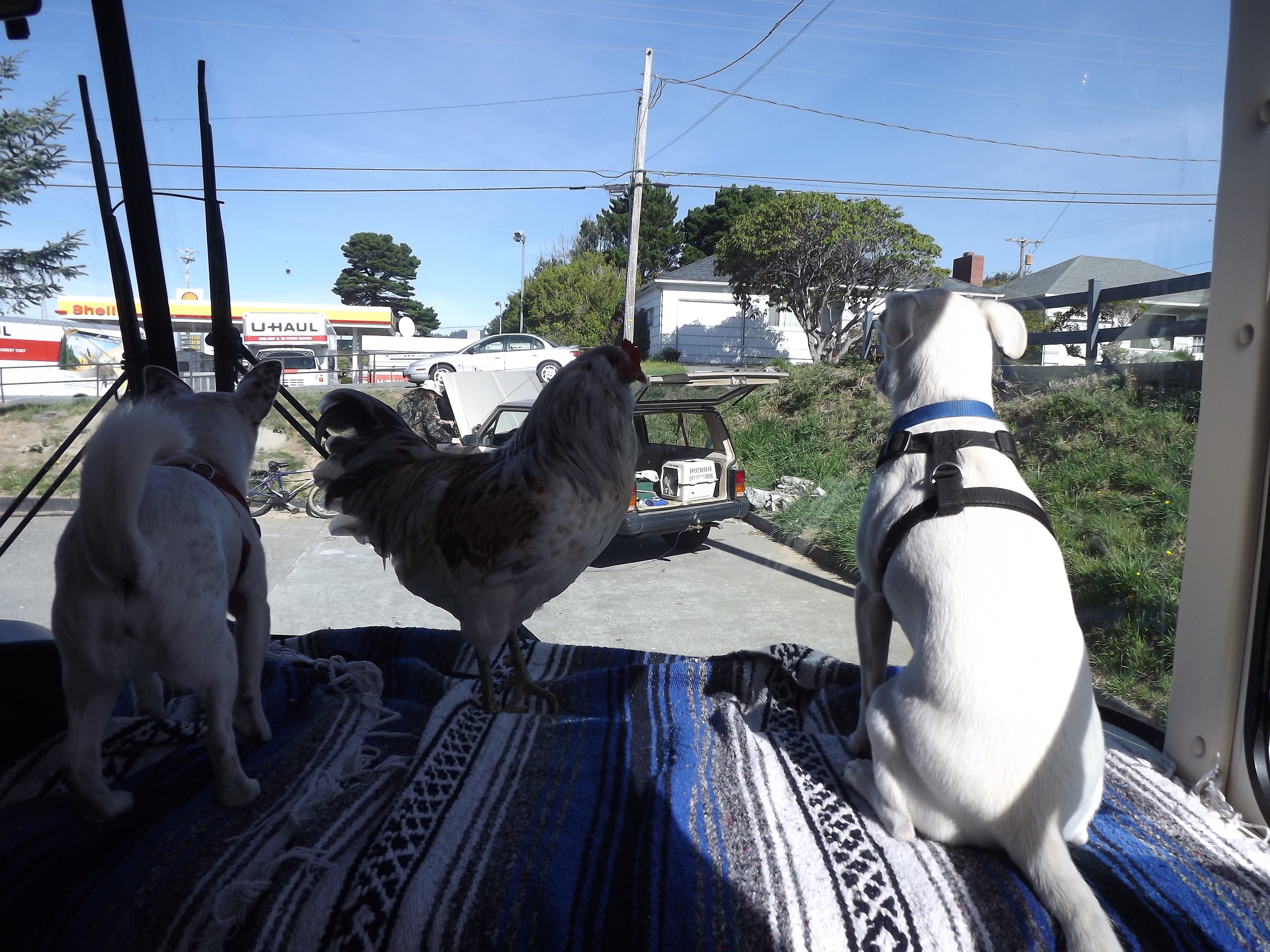 Traveling with my buddies!