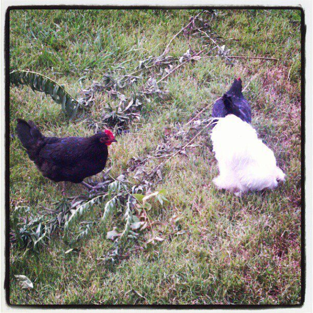 Travis and the girls, Slim and Dandy, eating little buggie's after we cut some weeds.