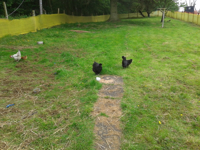 treacle and big bird