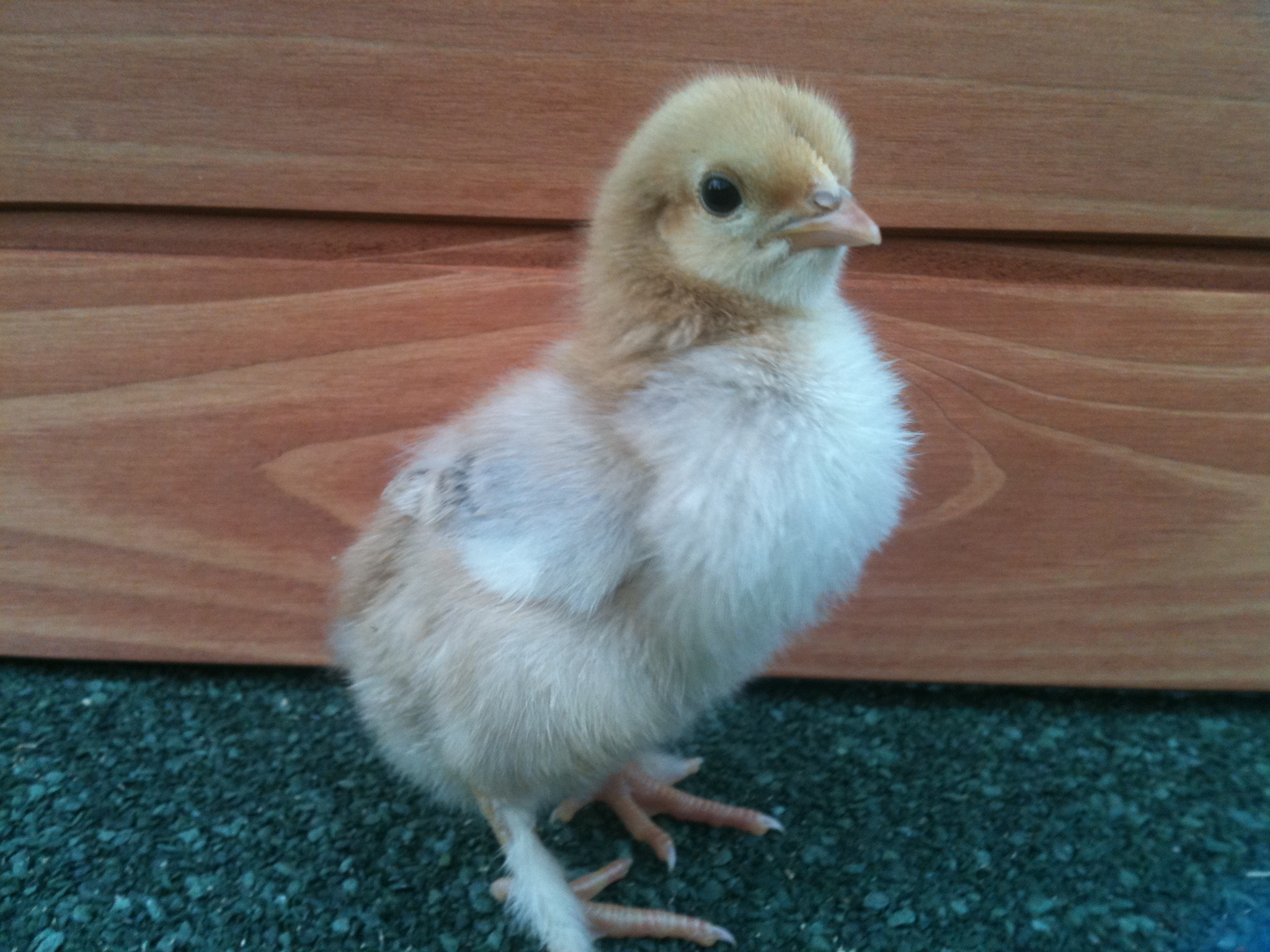 Treacle just one of our 13 chicks