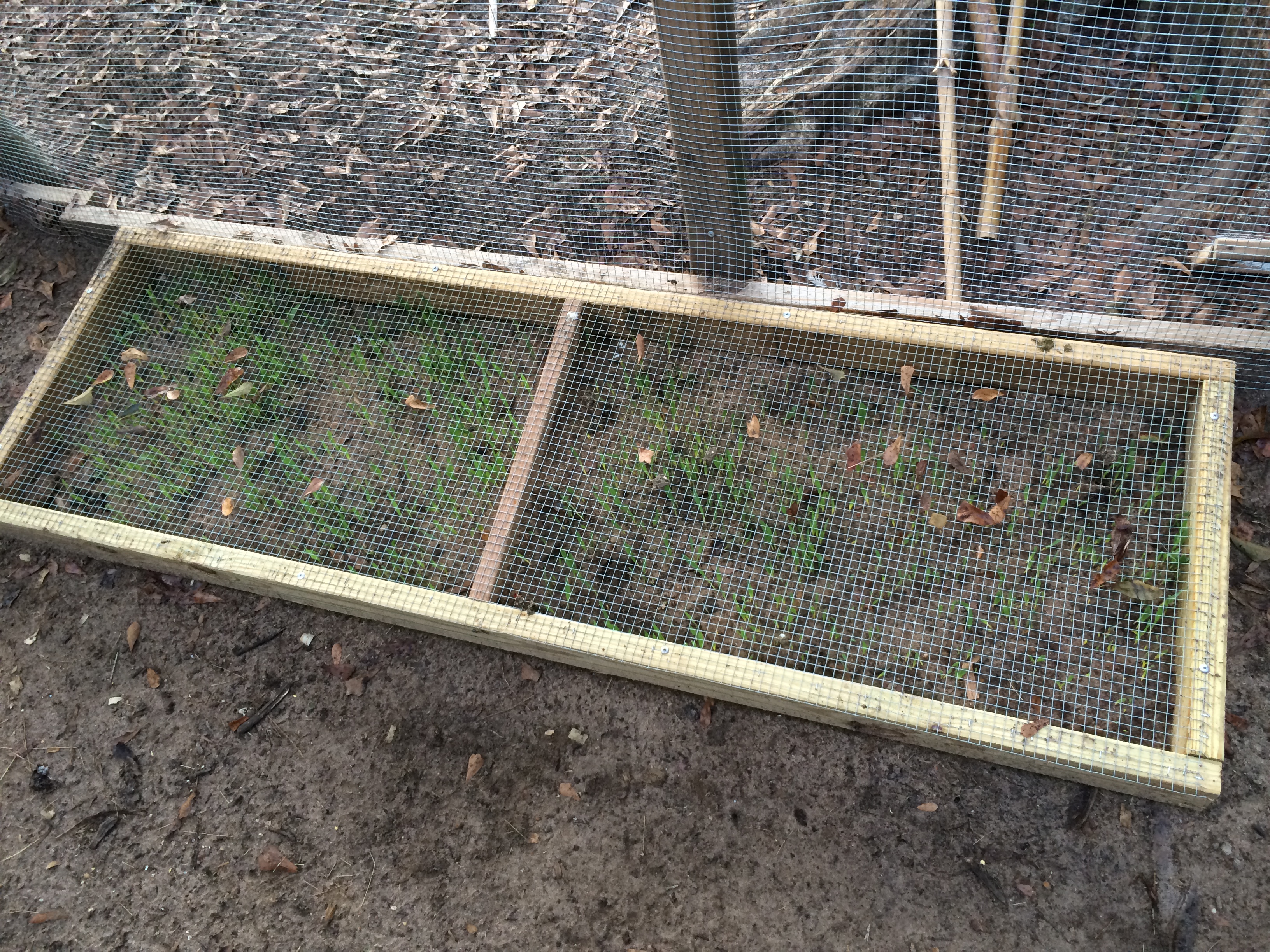Treat bed in one of the coops