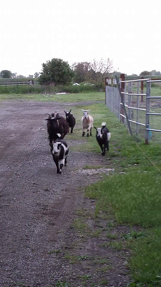 Treat time!  4 dwarfs and a rescued fainting goat