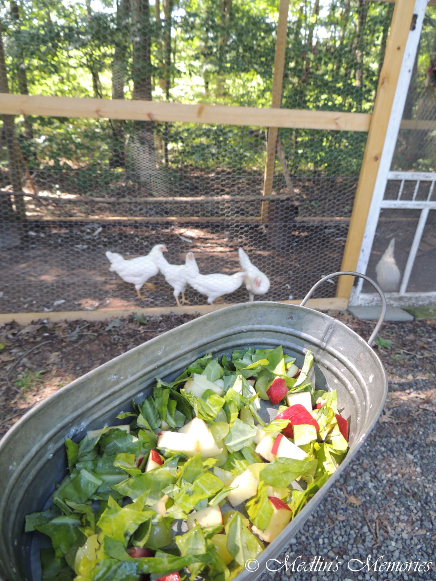 treat time, kale, apples, grapes