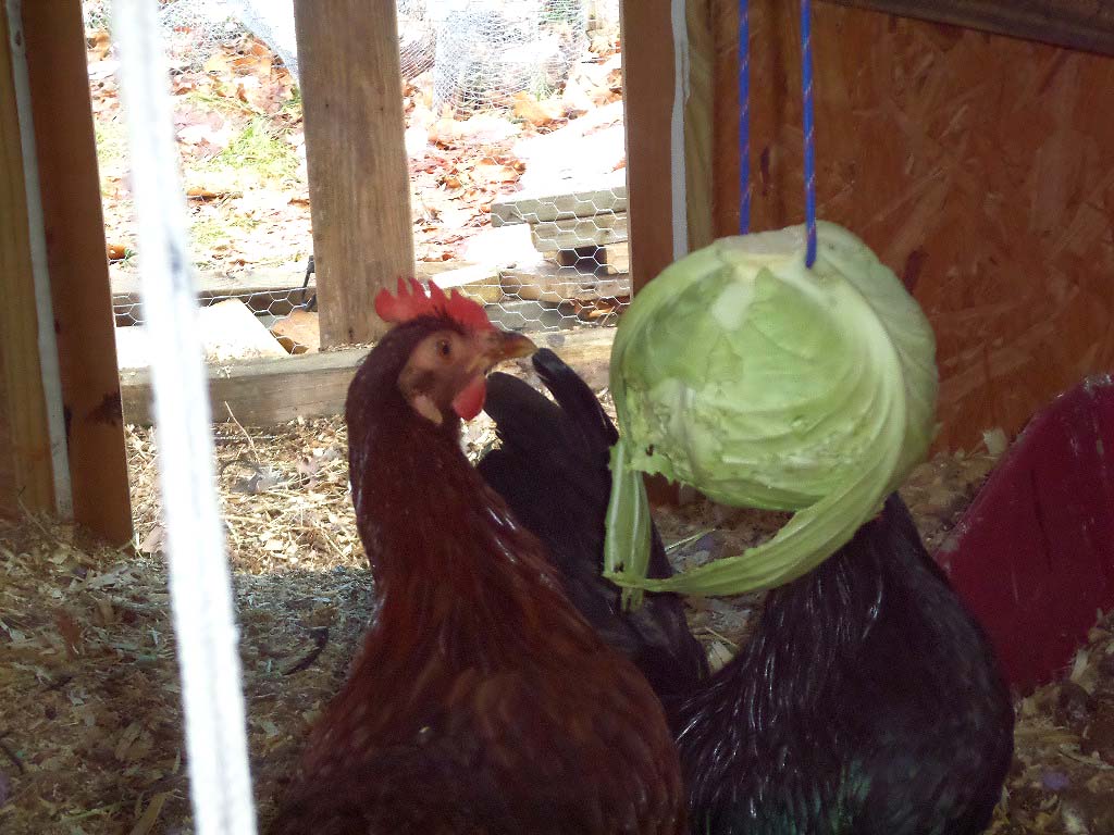 Treat Time...they love cabbage. and a toy as well