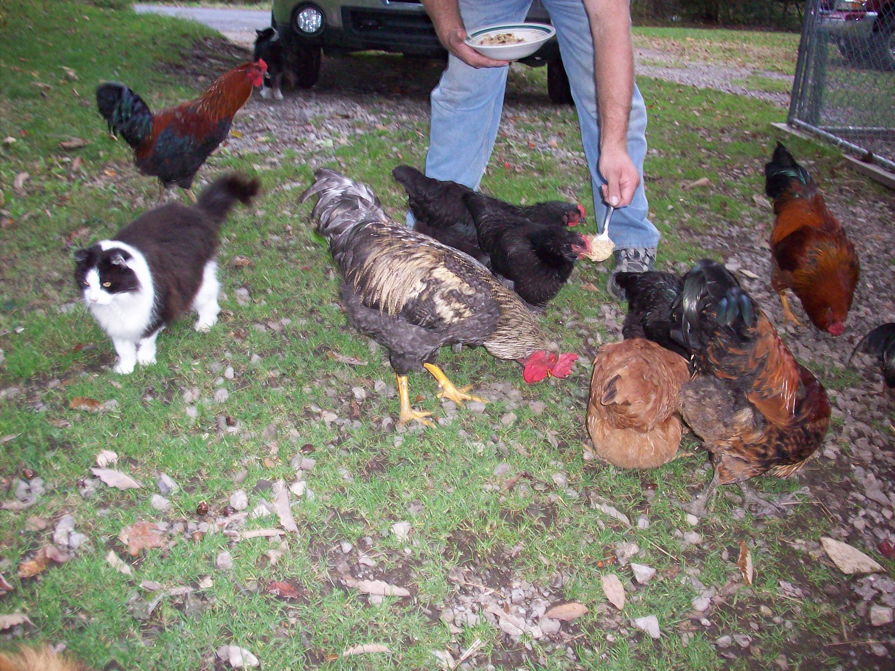 Treating the flock...again