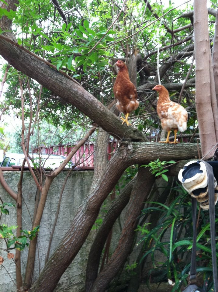 *
Tree Chicks