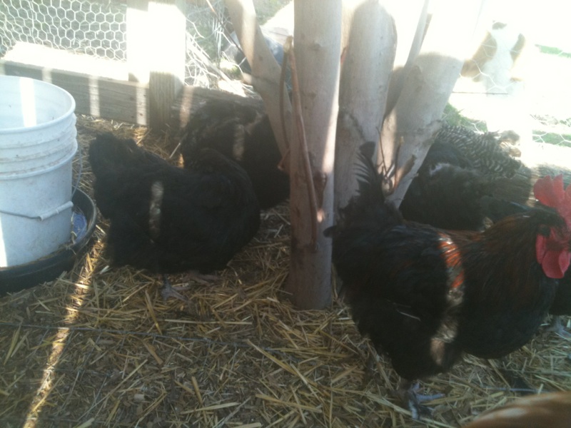 Tree in pen with friend's black copper maran's  bucket is the water for the chickens