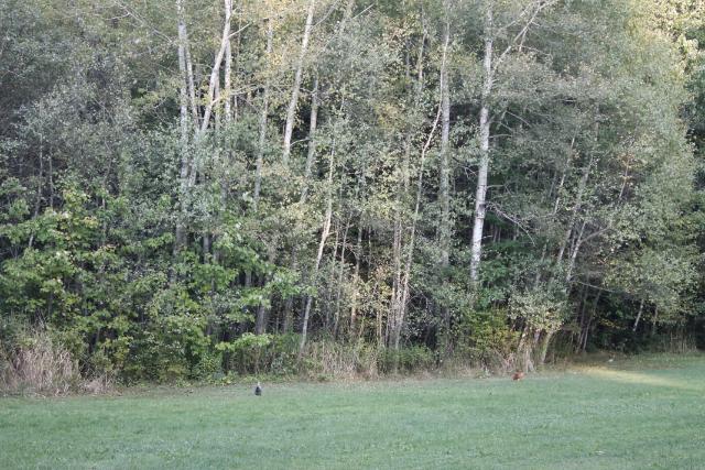 Tree line.