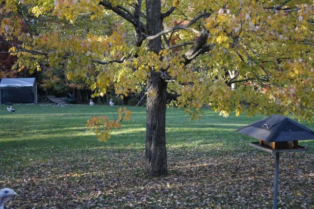 Trees are changing <3