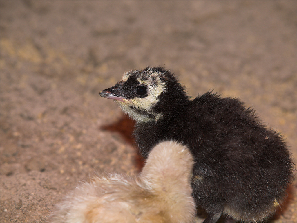 Tri-Color Mottled Black poult