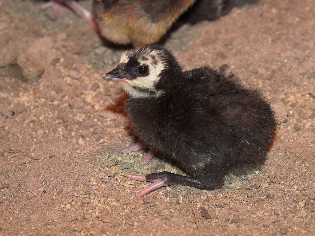 Tri-Color Mottled Black poult