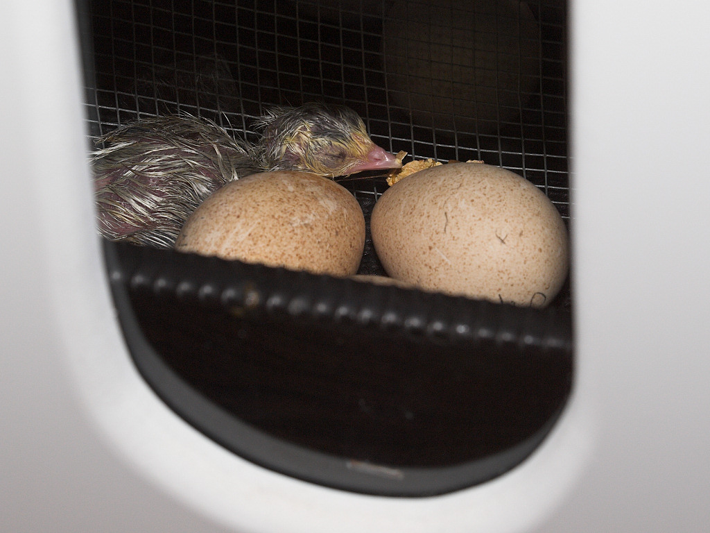 Tri-Color Mottled Slate poult