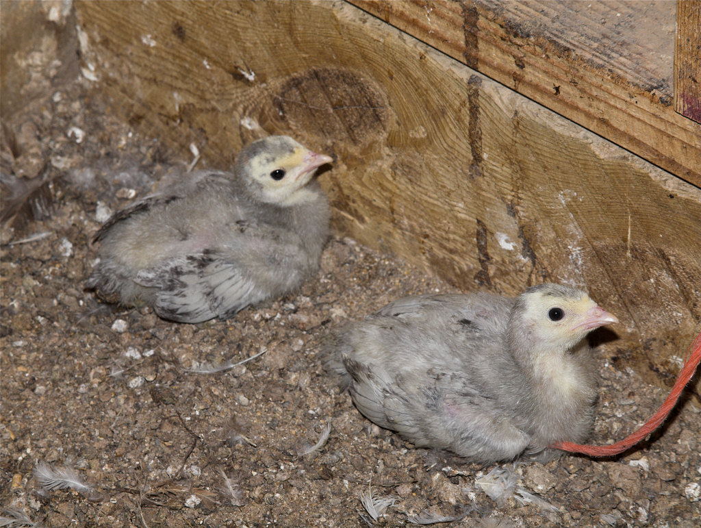 Tri-Color_mottled_slate_poult_X6281547_06-28-2020-001.jpg | BackYard ...