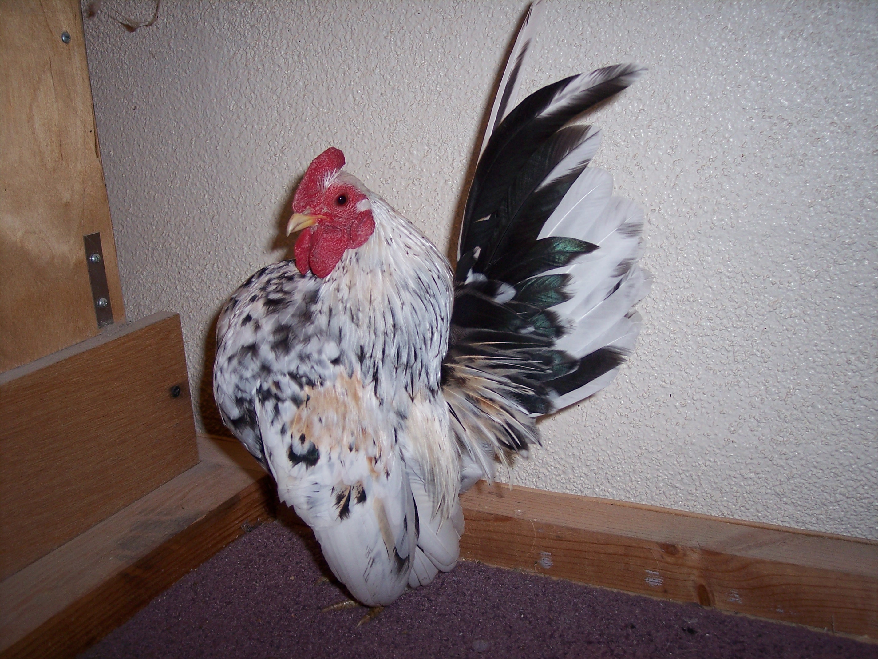 TRI COLORED SPECKLES
