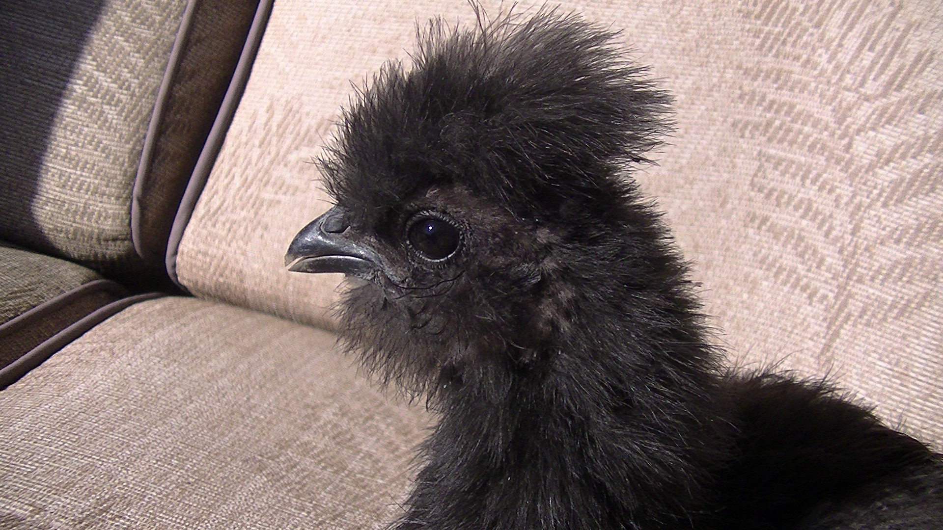 Tribble
Black Bearded Silkie
3 Months Old