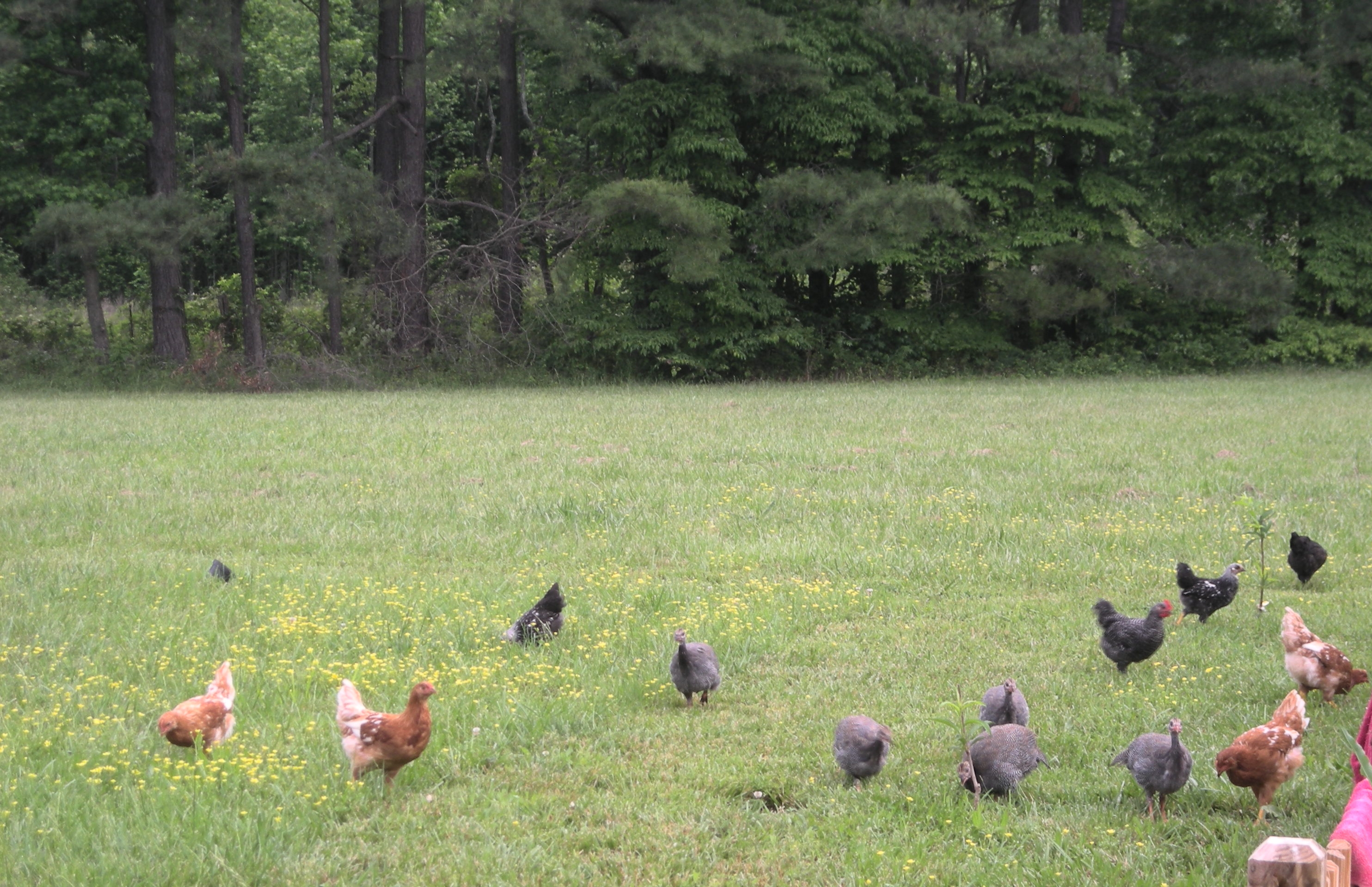 Tried to get a shot with the entire flock but then the Guineas got in the photo. This was back in May when they were all still growing.
