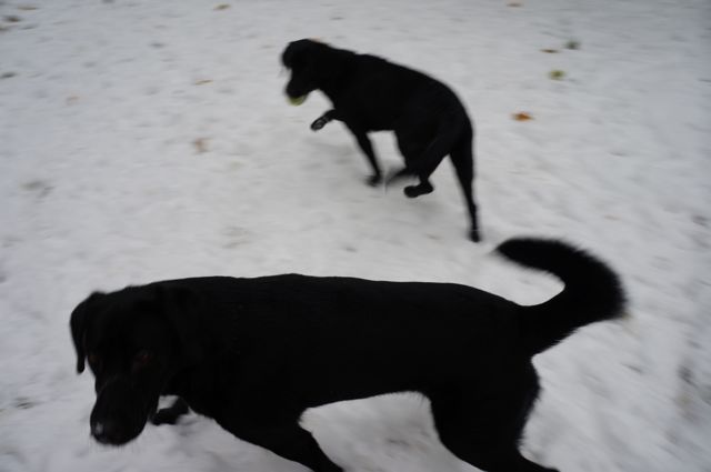 Tried to get pictures of our two black dogs, but with white snow - it's a no go.
