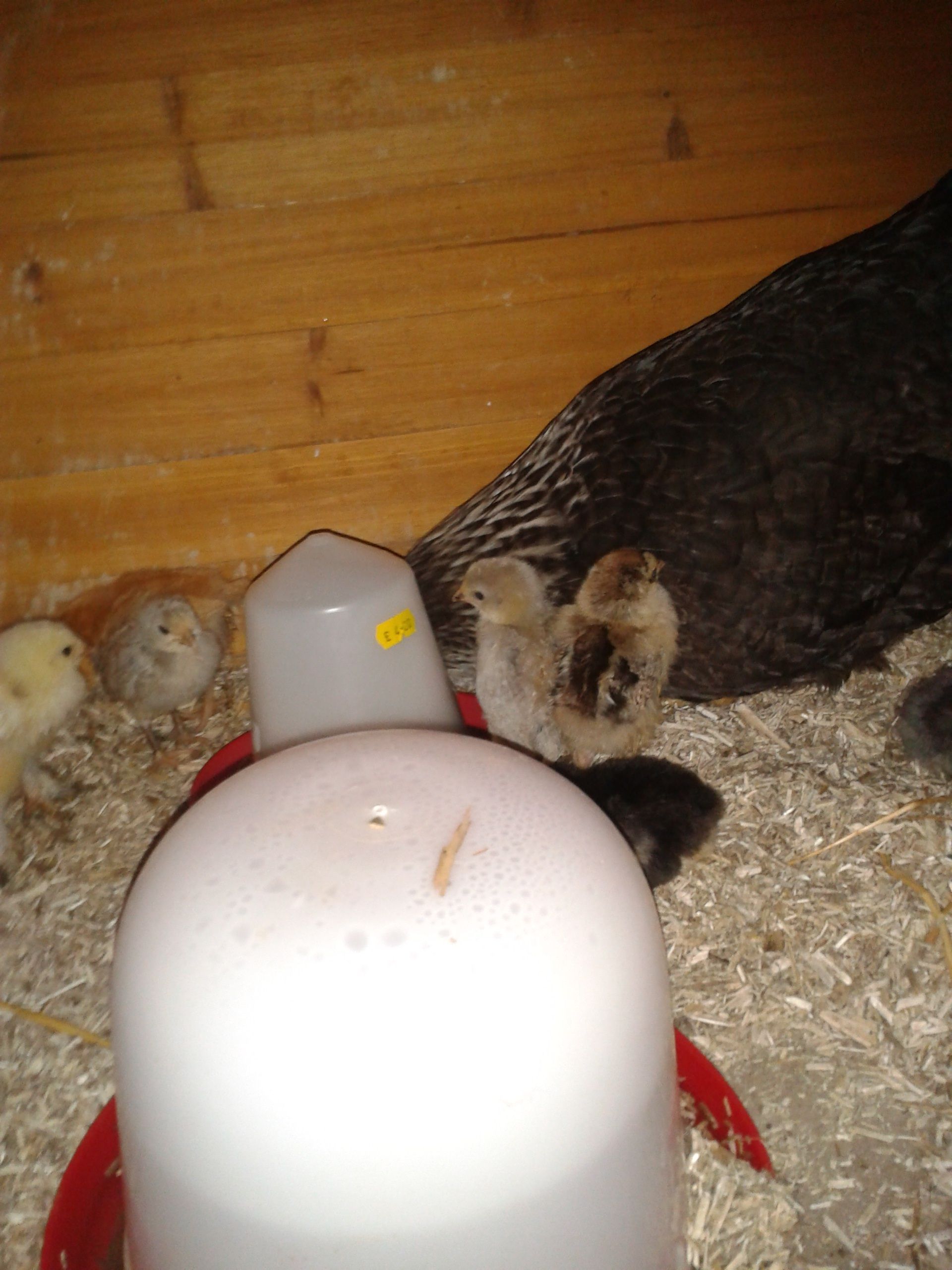Tried to introduce another 7 chicks but mum only took to 1 of them, the other 6 will be coming in the house!!! Great!!!