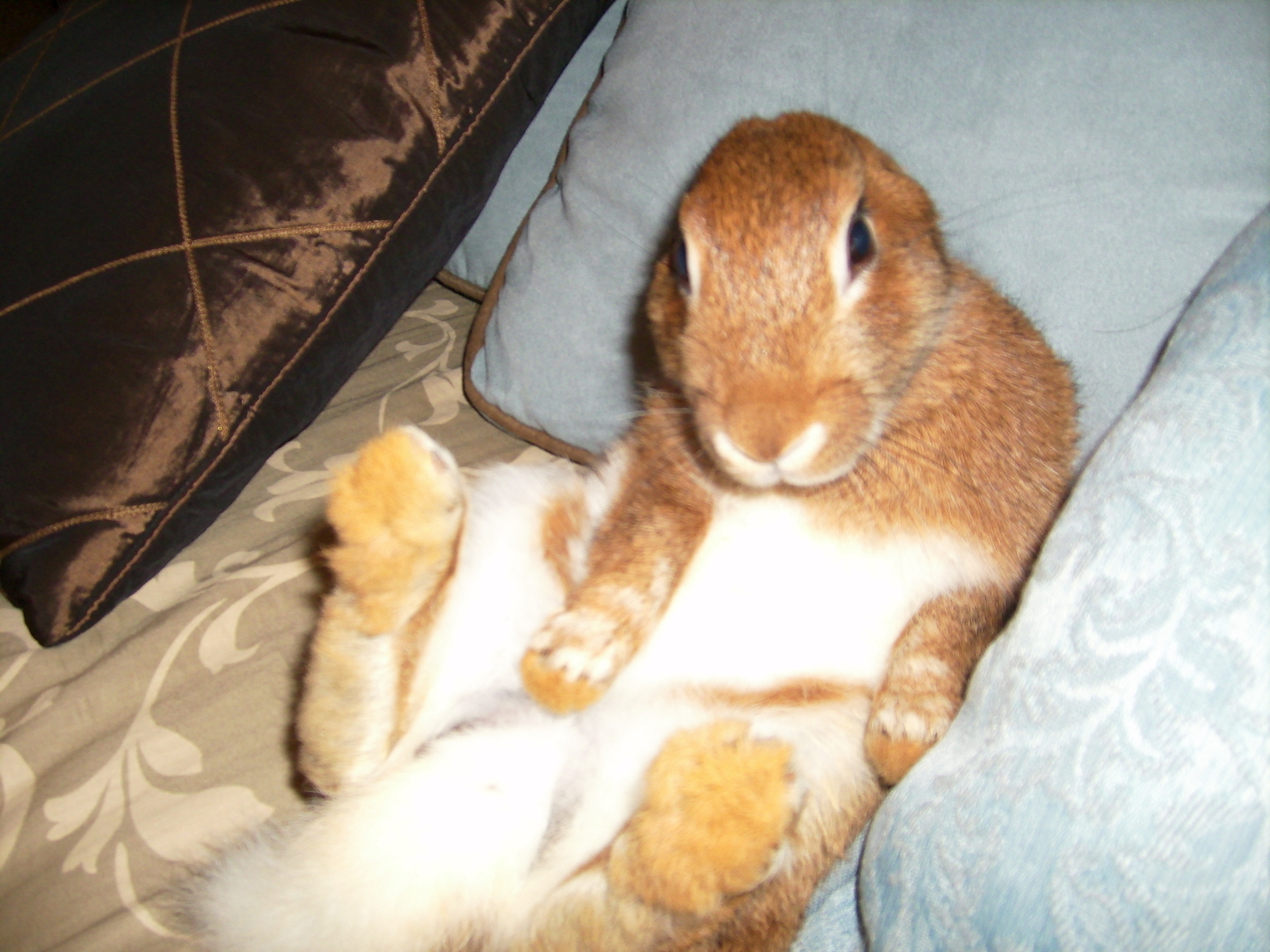 Tried to put Thumper in the same position, and he came out looking like a squirel.