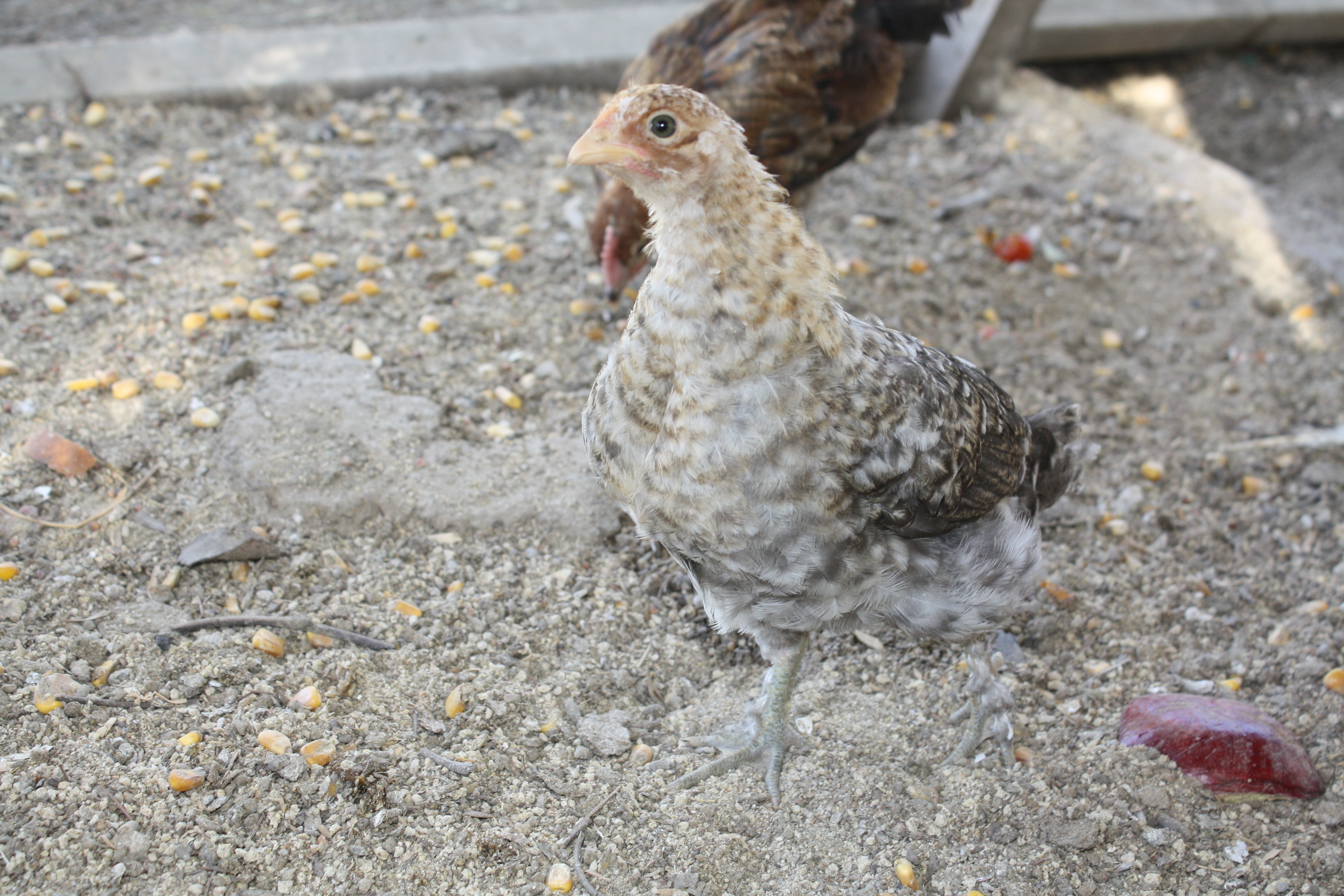 Trinity
F2 female
e+/e+ B/-