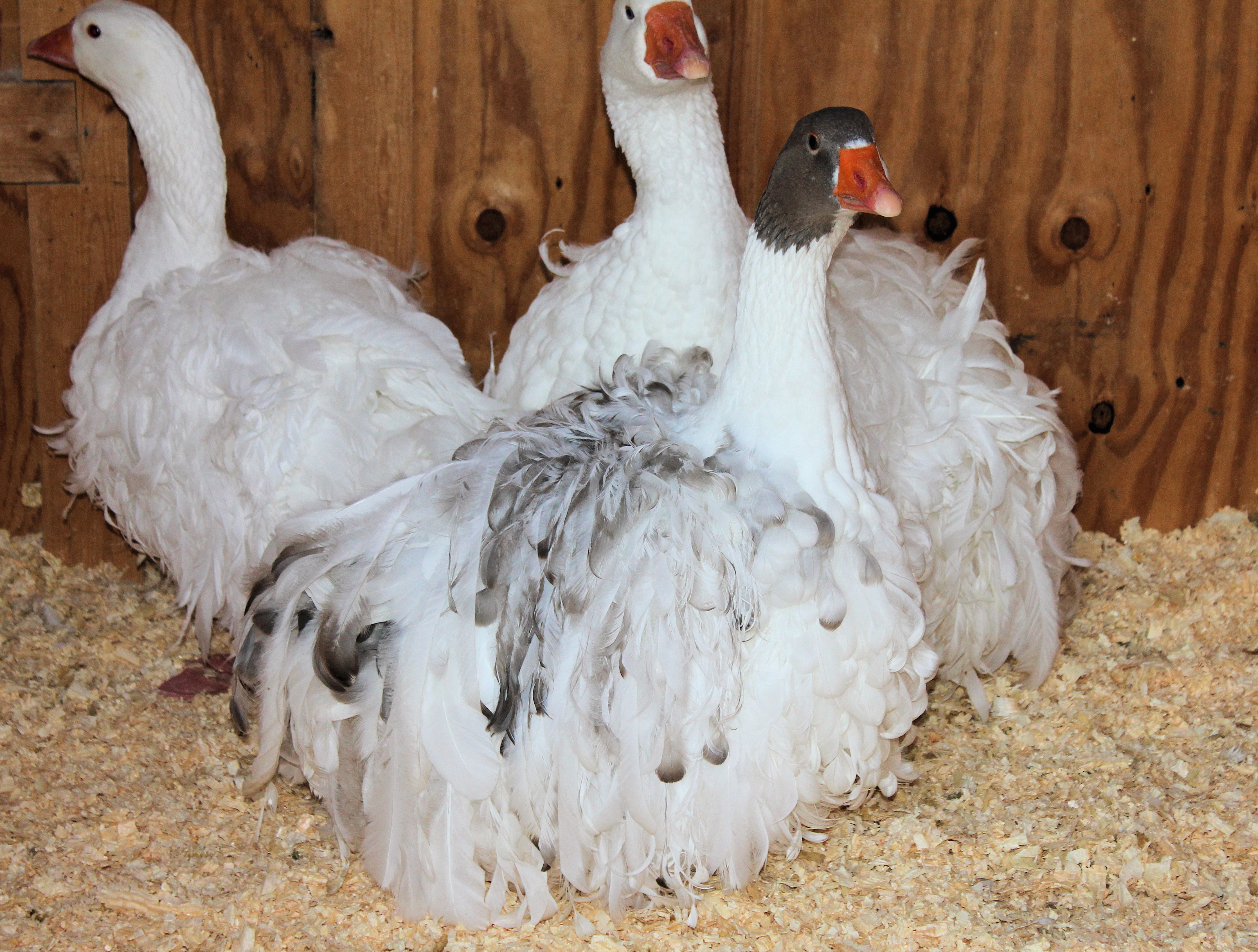 Trinity & Moscato (back) Blueberry Muffin (front)