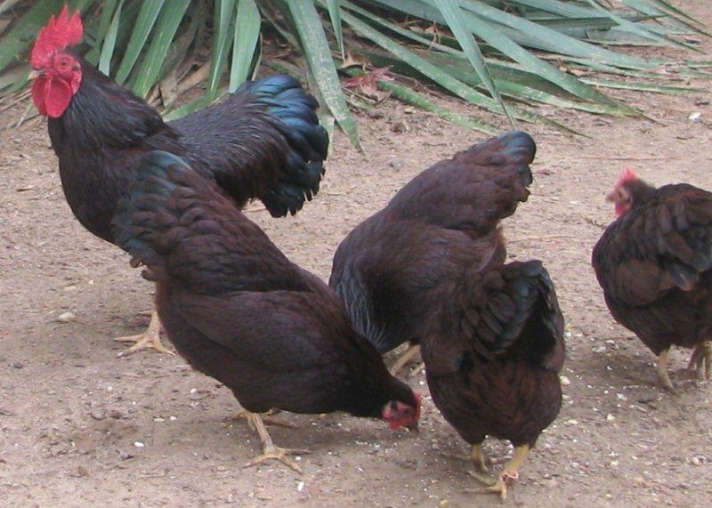 trio of birds sent their off sping
