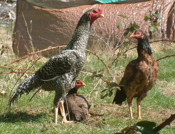 Trio of O Shamos, still young