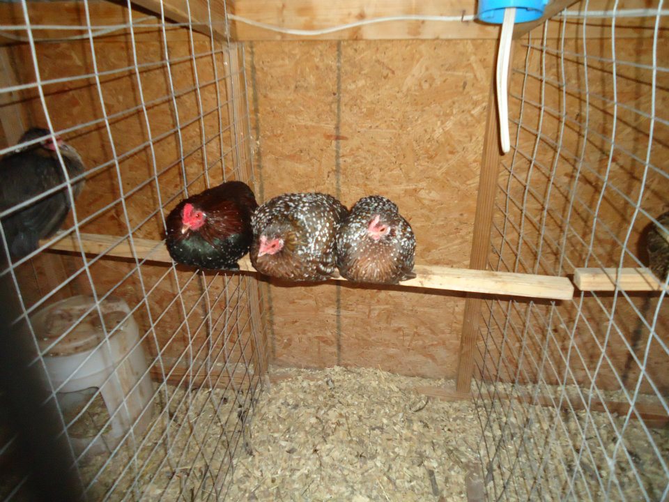 Trio of OEGB Spangled