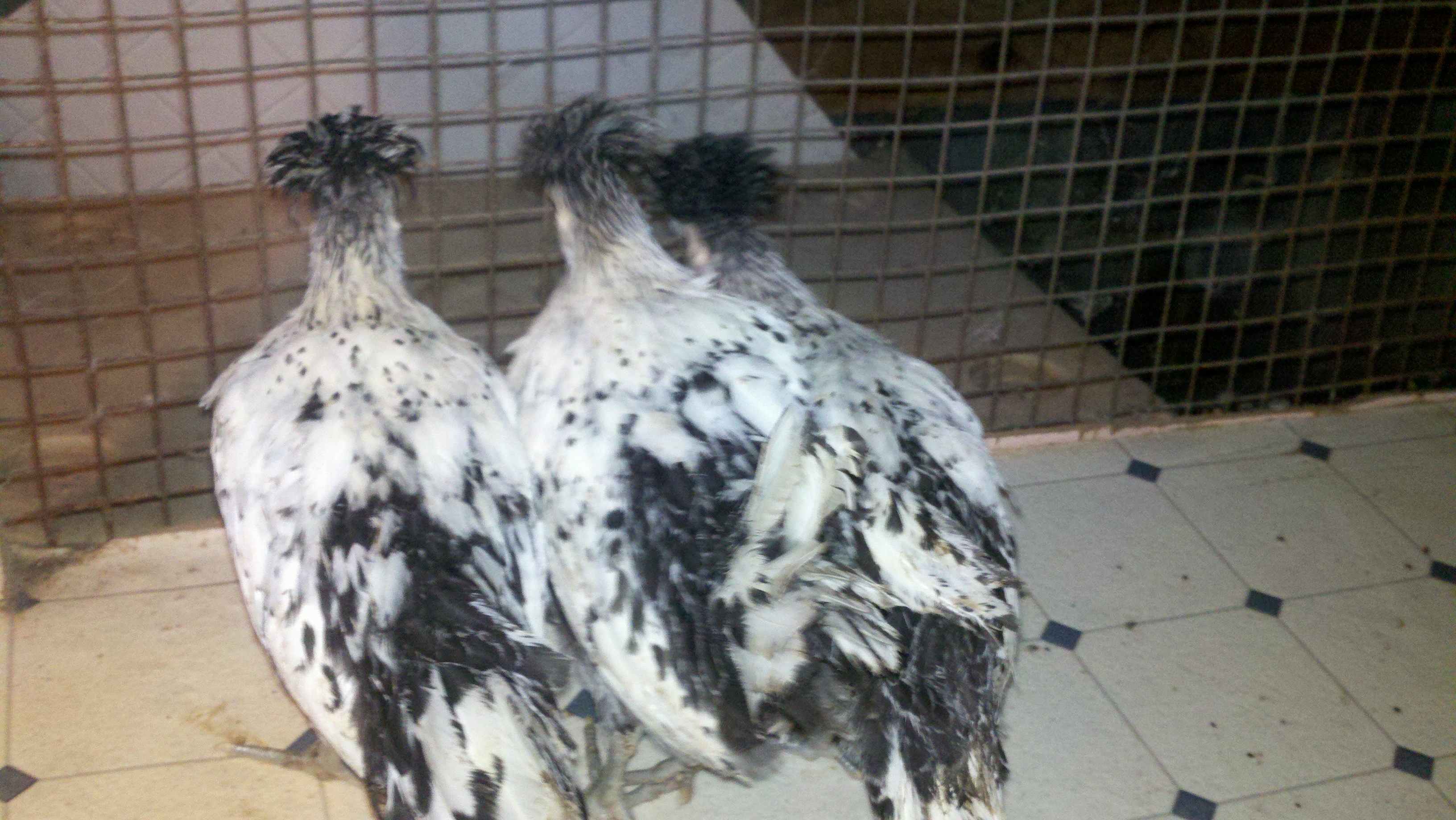 Trio of Spitz from Cackle 2012 (8wks old)