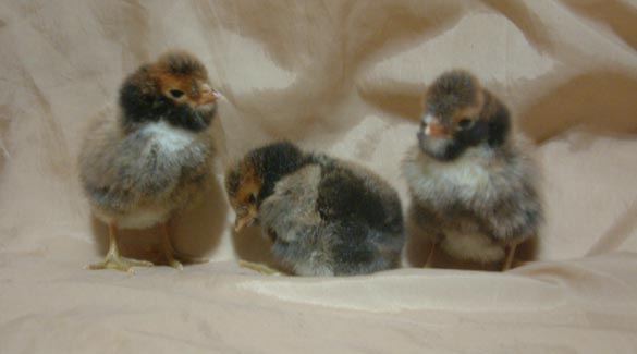 trio of tolbunt splits (gold laced polish)