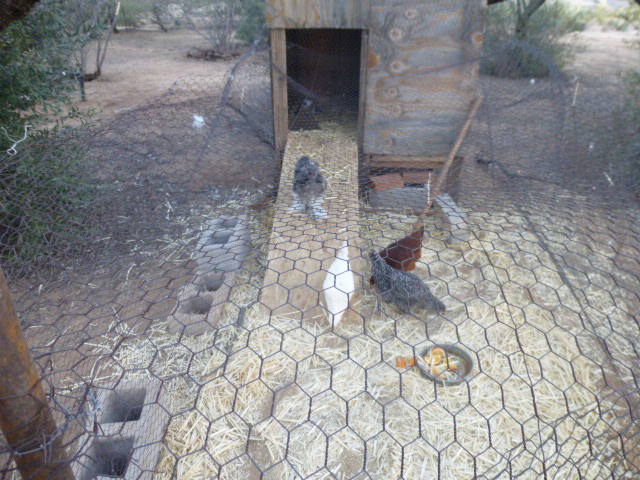 Trip, Jesse, Rolo And Charlotte